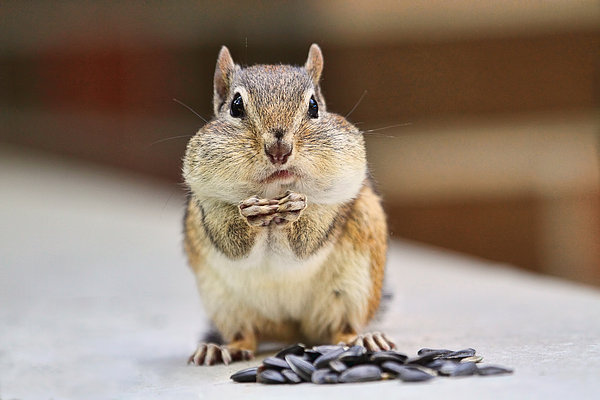 Chipmunk Stuffing His Face Throw Pillow