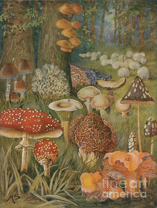 https://images.fineartamerica.com/images-medium-5/citizens-of-the-land-of-mushrooms-science-source.jpg