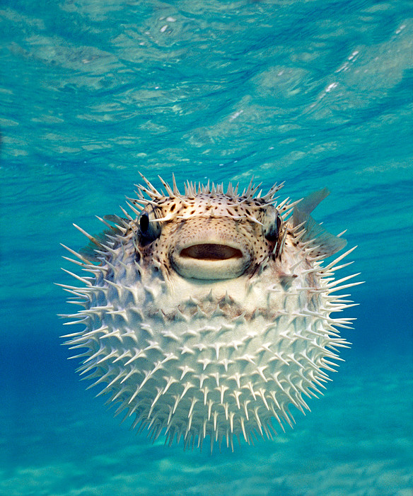 Close-up Of A Puffer Fish, Bahamas Bath Towel by Panoramic Images - Pixels