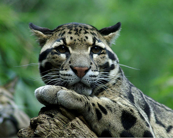 Clouded Leopard by TnBackroads Photography