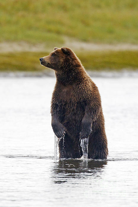 Grizzly Bear Standing In Water While Fishing Coffee Mug by Jason O Watson -  Pixels