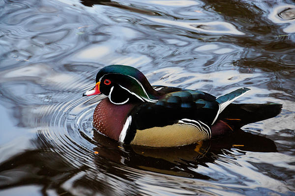 Georgia Mizuleva - Colorful Forest Jewel - a Wood Duck in a Secluded Lake
