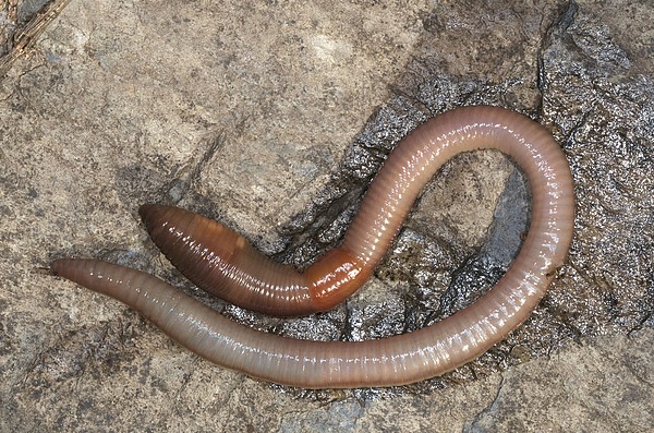 Common Earthworm Greeting Card by Science Photo Library