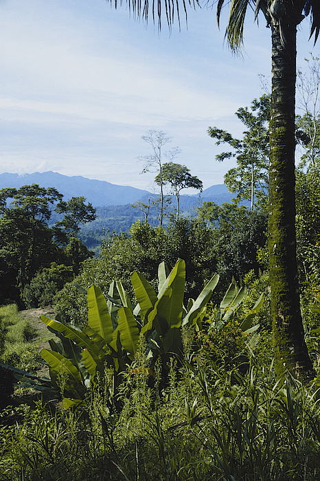 Costa Rican Rainforest Fleece Blanket by Gary Retherford Fine