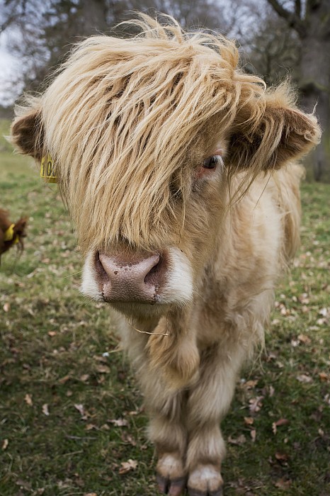 Cow With Long Hair Over Its Face Coffee Mug by John Short - Pixels