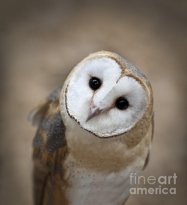 barn owl eyes close up