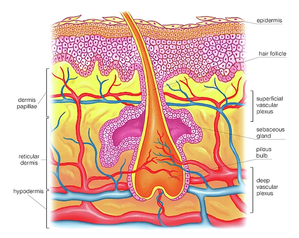 Cutaneous Vascularization Greeting Card by Asklepios Medical Atlas