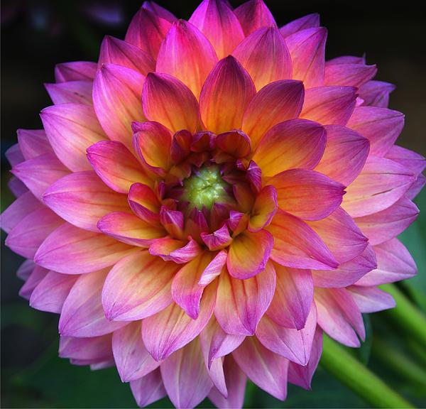 Dark Pink Dahlia Greeting Card for Sale by Lynn Hopwood