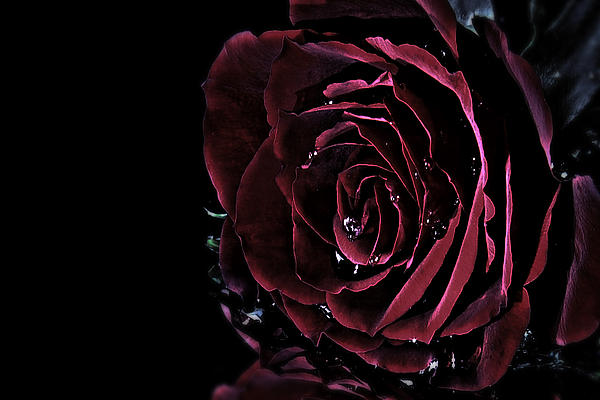 Dark Rose by Ann-Charlotte Fjaerevik