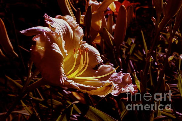 ImagesAsArt Photos And Graphics - Daylily Flower At Sunset