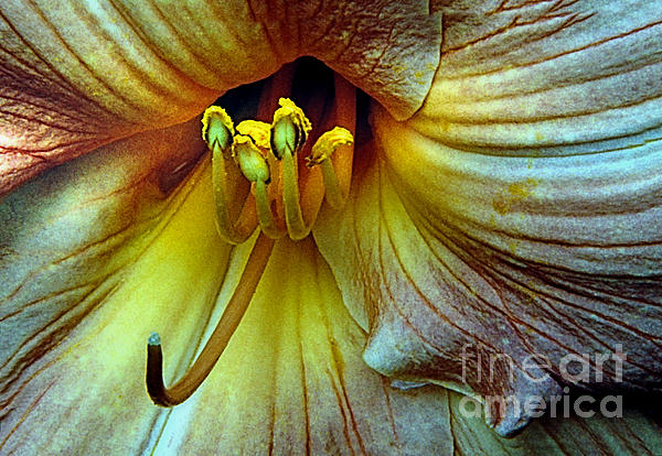 ImagesAsArt Photos And Graphics - Daylily Flower Powder