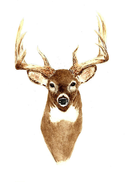 Whitetail Deer at Sunset Painting by Michael Vigliotti - Pixels