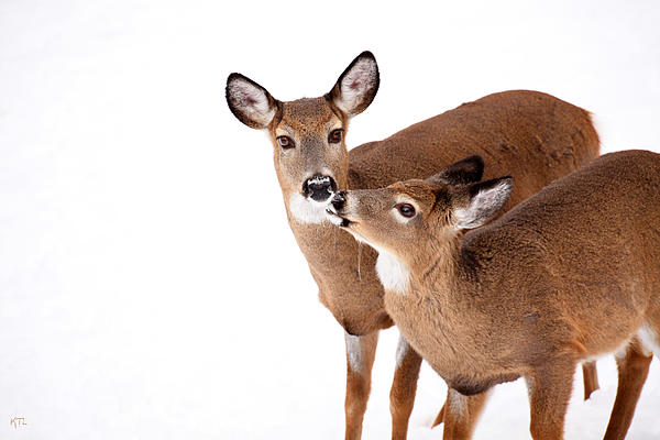 Karol Livote - Deer Kisses
