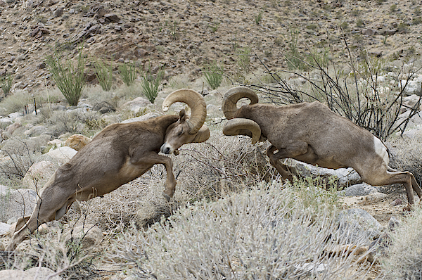 Desert Bighorn Rams 4299 - Closeup All Over Graphic Tee by Alaskan Momma  Bear