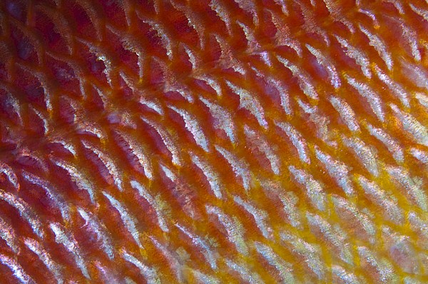 Fish Scales - Art Print