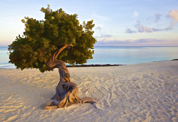 David Letts - Divi Divi Tree of Aruba
