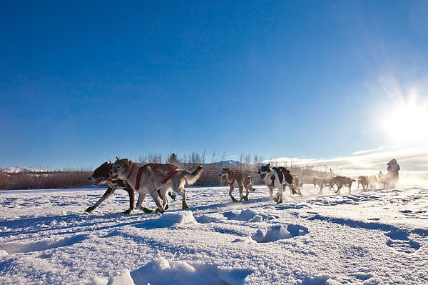 Siberian Husky sled dog pulling hard Jigsaw Puzzle by Stephan Pietzko -  Pixels