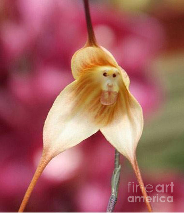 monkey orchid