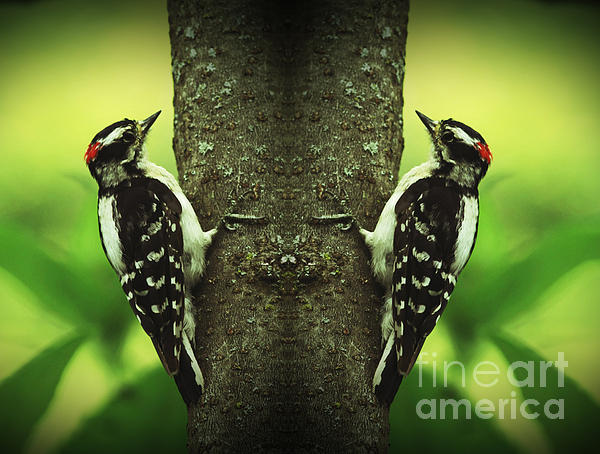 Inspired Nature Photography Fine Art Photography - Double Pleasure- Woodpeckers