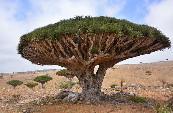 Dragon S Blood Tree Greeting Card For Sale By Rod Waddington