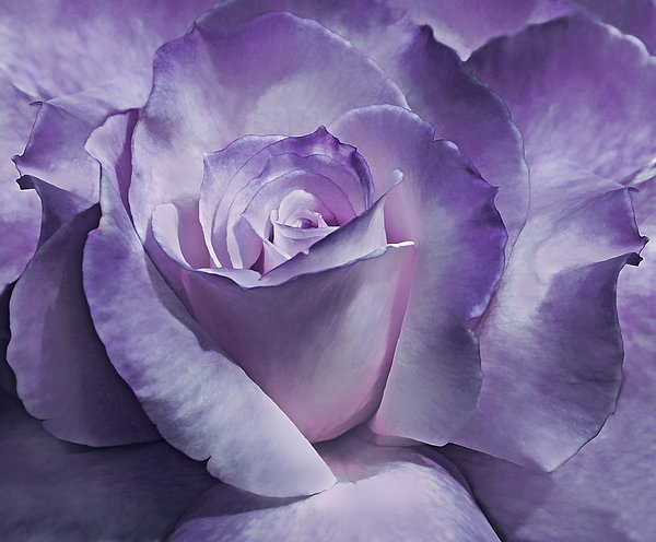 Dramatic Purple Rose Flower Jigsaw Puzzle by Jennie Marie Schell