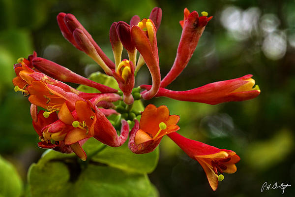 Жимолость Брауна fuchsioides