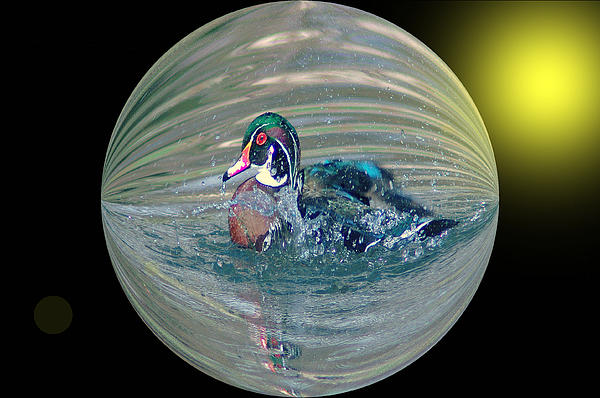 Jeff Swan - Duck In A Bubble 