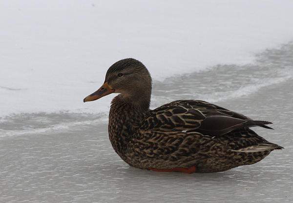 John Telfer - Duck on Ice