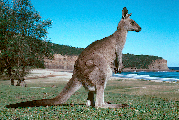 Eastern Gray Kangaroo Yoga Mat by Mitch Reardon - Science Source Prints -  Website