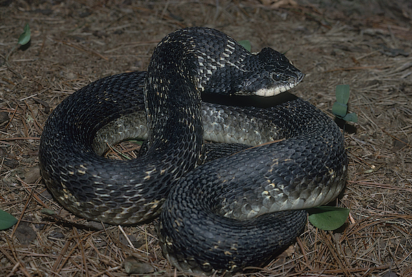 Eastern Hognose Snake Playing Dead iPhone 13 Case by John Mitchell