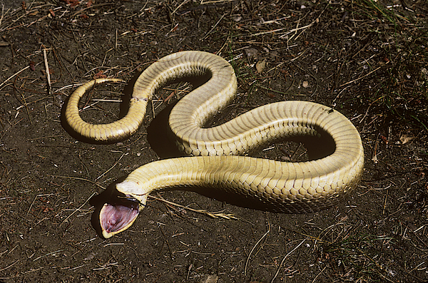 Pet Snake Rolls Over and Plays Dead