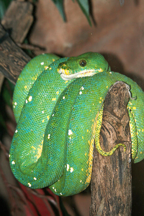 Emerald Tree Boa Constrictor by Pamela Buol