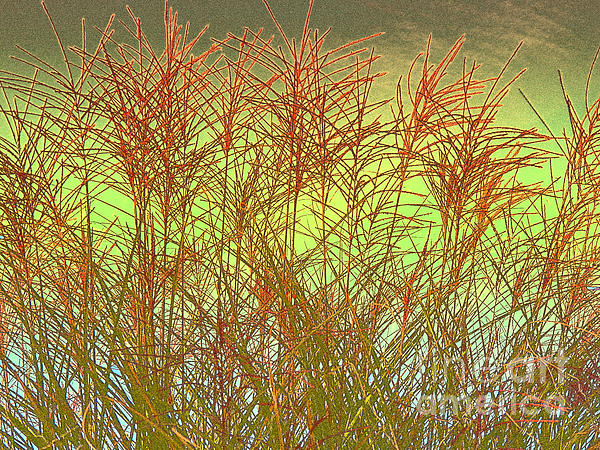J J - End of the Summer Grass - Digital Artwork