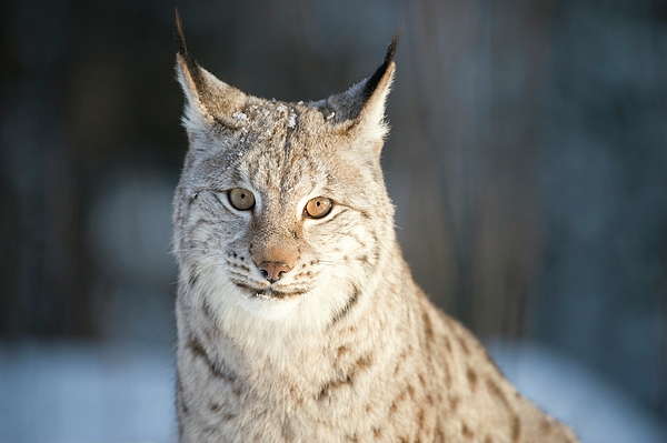 Dr P. Marazzi/science Photo Library - Eurasian Lynx