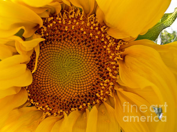 Arlene Carmel - Evening Sunflower