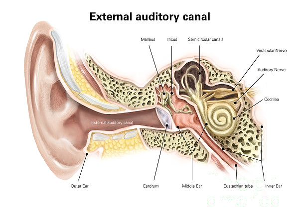 auditory tube of ear auditory tube of ear