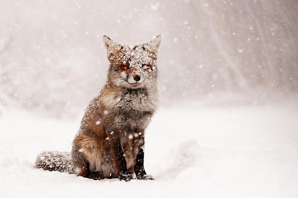 Roeselien Raimond - Fairytale Fox _ Red Fox in a Snow Storm