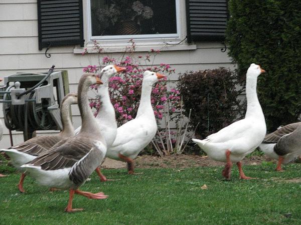 Duck Photographs