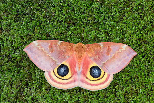 Sticker: IO Moth