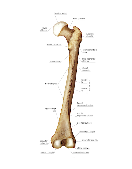 Femur Greeting Card by Asklepios Medical Atlas