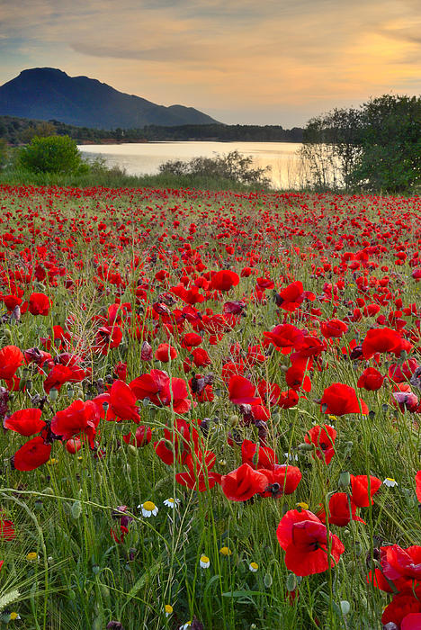 Guido Montanes Castillo - Field of poppies at the lake