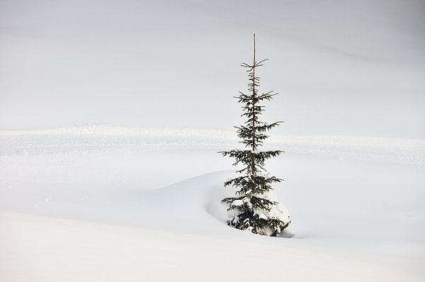 Fir tree and lots of snow in winter Kleinwalsertal Austria Throw Pillow by Matthias  Hauser - Pixels Merch