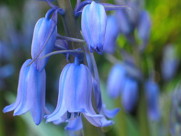 Spring Photographs