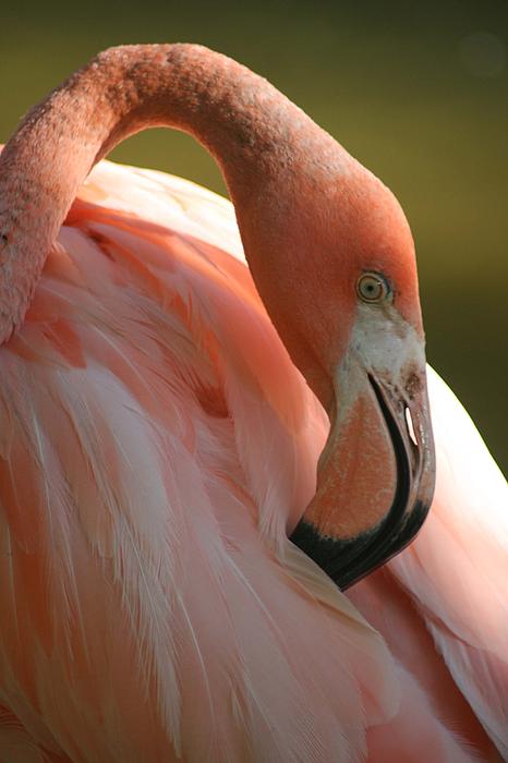 Scott Cunningham - Flamingo
