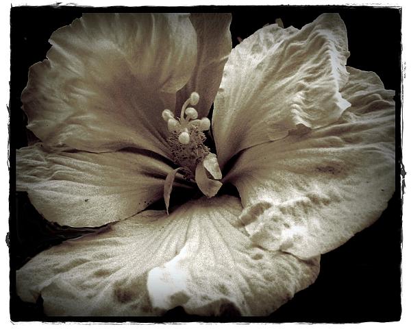 Patricia Strand - Floral Petticoat