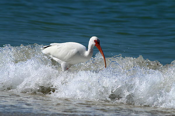 Christiane Schulze Art And Photography - Florida White Ibis In The Surf