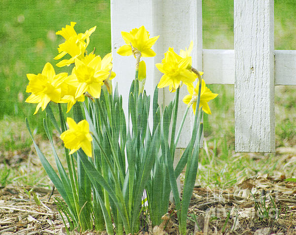 Luther Fine Art - Flower - Daffodils - Luther Fine Art