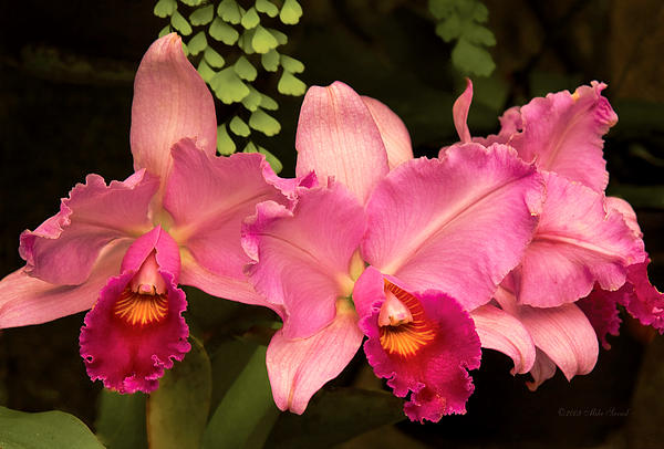 Mike Savad - Flower - Orchid -  Cattleya - Magenta Splendor