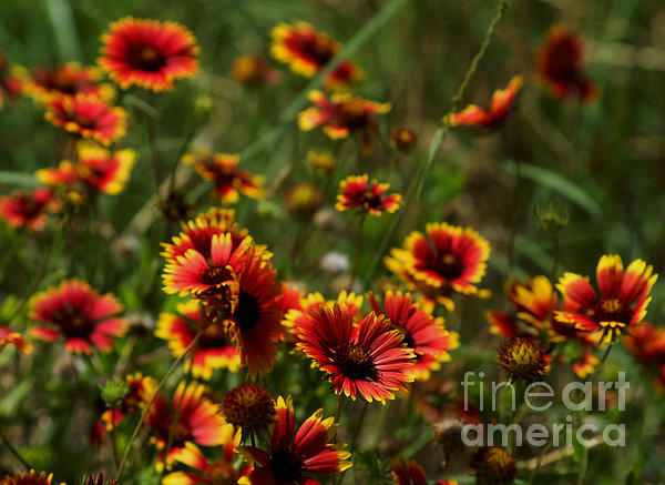 Luther Fine Art - Texas Indian Blanket -  Luther Fine Art