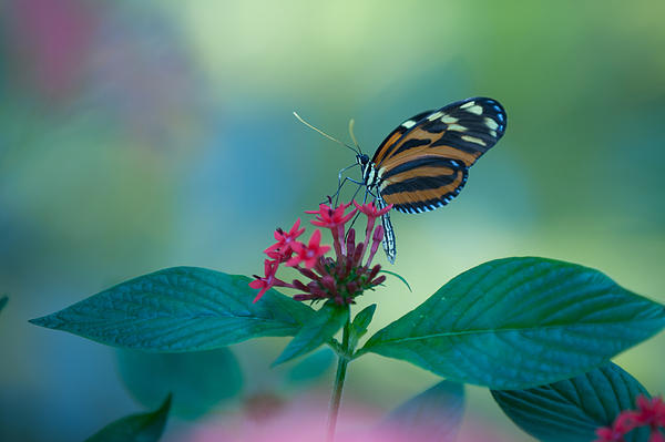 Butterfly Photographs